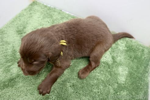 成約済の群馬県のフラットコーテッドレトリーバー-389420の2枚目