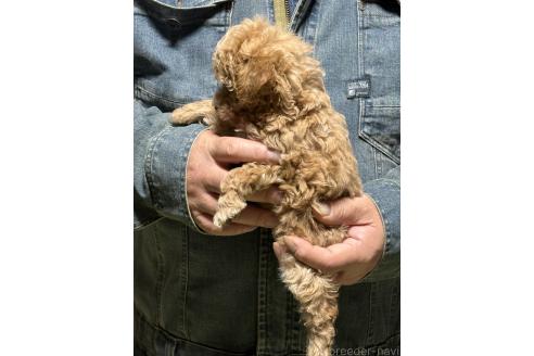 成約済の福島県のトイプードル-387378の3枚目