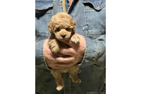 販売中の福島県のタイニープードル-389421の8枚目