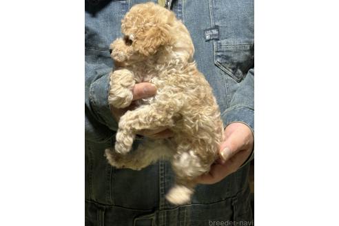 販売中の福島県のトイプードル-389423の4枚目
