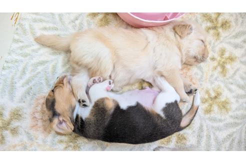 成約済の熊本県のビーグル-384983の11枚目
