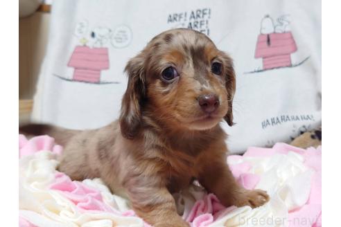 販売中の福岡県のミニチュアダックスフンド(ロングヘアード)-389426の4枚目