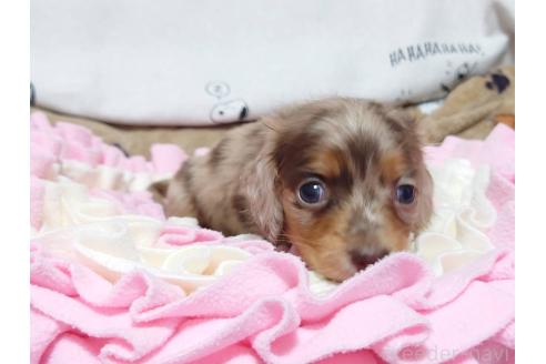 販売中の福岡県のミニチュアダックスフンド(ロングヘアード)-389428の3枚目