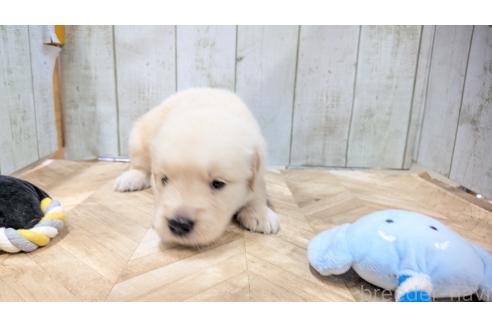 販売中の熊本県のゴールデンレトリーバー-385762の22枚目