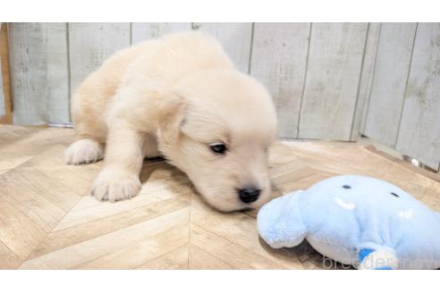販売中の熊本県のゴールデンレトリーバー-385762の20枚目
