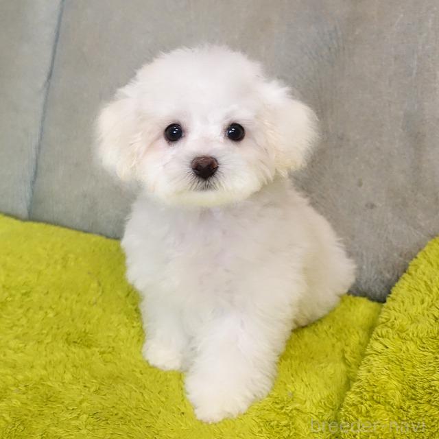 成約済の熊本県のマルプー:マルチーズ×トイプードル-386263の1枚目
