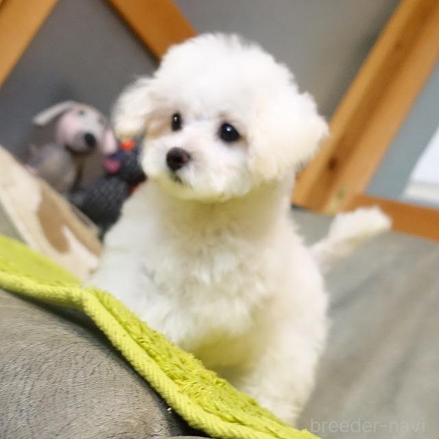 成約済の熊本県のマルプー:マルチーズ×トイプードル-386263の6枚目