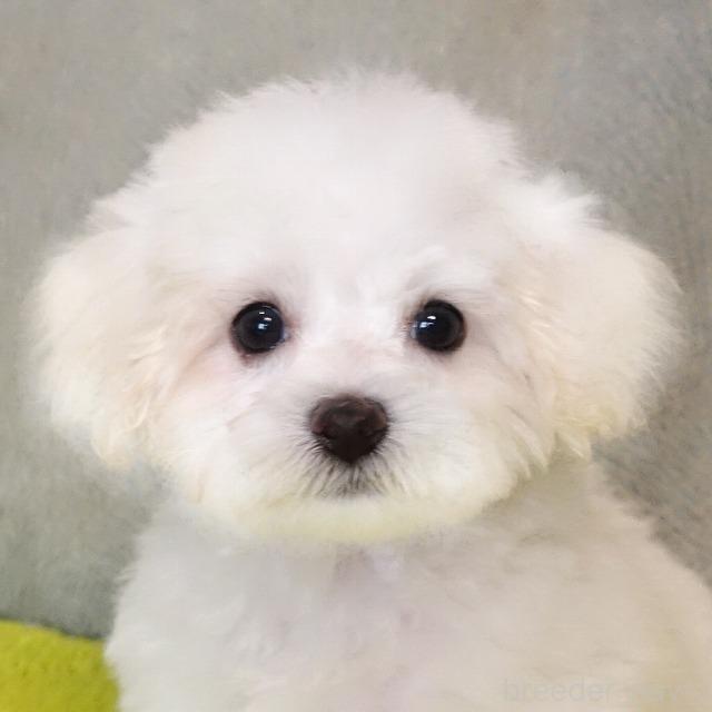 成約済の熊本県のマルプー:マルチーズ×トイプードル-386263の5枚目