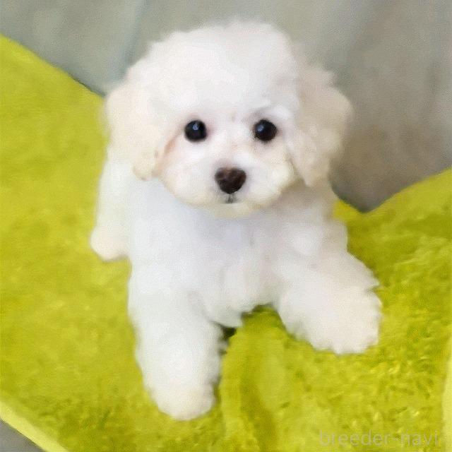 成約済の熊本県のマルプー:マルチーズ×トイプードル-386263の3枚目