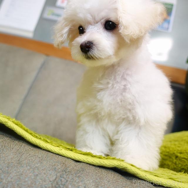 成約済の熊本県のマルプー:マルチーズ×トイプードル-386263の2枚目