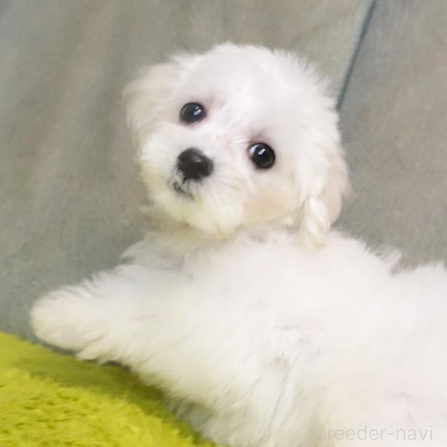 成約済の熊本県のマルプー:マルチーズ×トイプードル-386261の8枚目