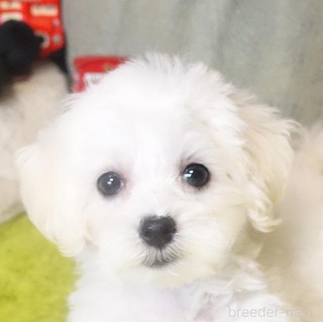 成約済の熊本県のマルプー:マルチーズ×トイプードル-386261の7枚目
