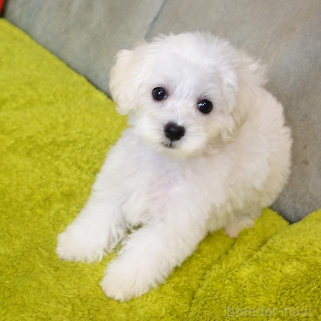 販売中の熊本県のマルプー:マルチーズ×トイプードル-386261