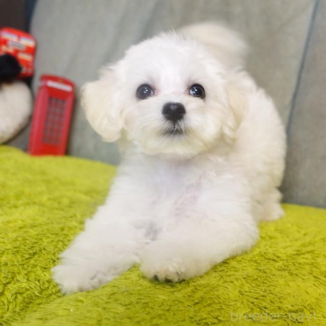 成約済の熊本県のマルプー:マルチーズ×トイプードル-386261の6枚目