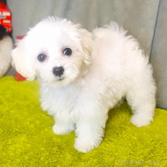 成約済の熊本県のマルプー:マルチーズ×トイプードル-386261の5枚目