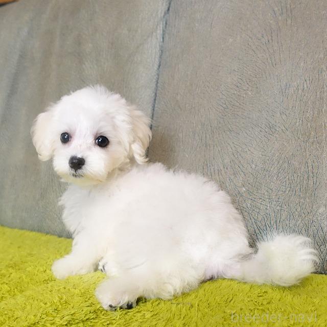 成約済の熊本県のマルプー:マルチーズ×トイプードル-386261の4枚目