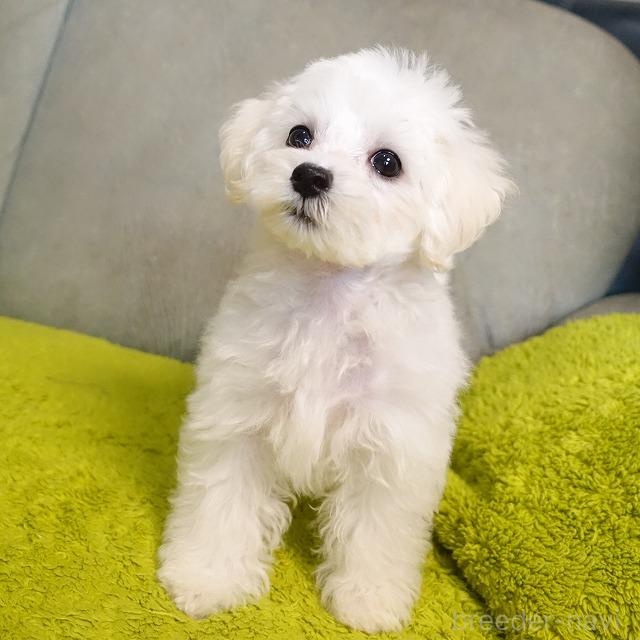 成約済の熊本県のマルプー:マルチーズ×トイプードル-386261の3枚目
