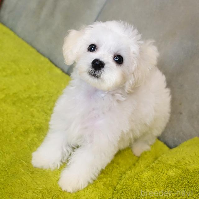 成約済の熊本県のマルプー:マルチーズ×トイプードル-386261の2枚目