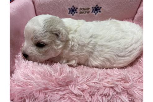 販売中の長野県のボロニーズ-389467の5枚目