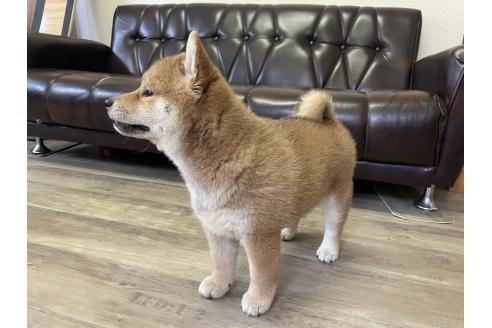 販売中の滋賀県の柴犬-385347の3枚目