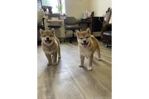 販売中の滋賀県の柴犬-385347の2枚目
