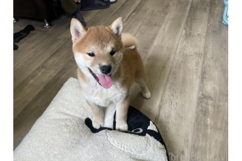 販売中の滋賀県の柴犬-385345の5枚目