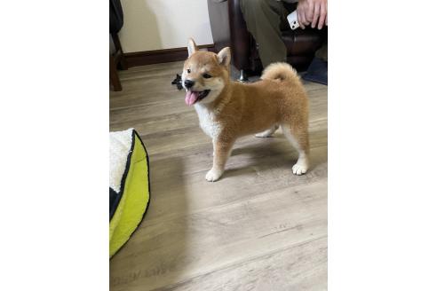 販売中の滋賀県の柴犬-385345の4枚目