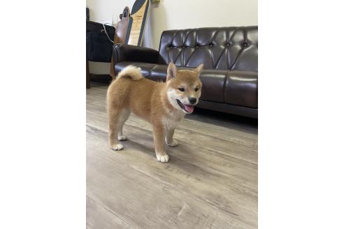 販売中の滋賀県の柴犬-385345の3枚目