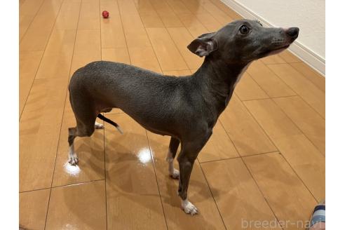 商談中の栃木県のイタリアングレーハウンド(イタグレ)-389482の4枚目