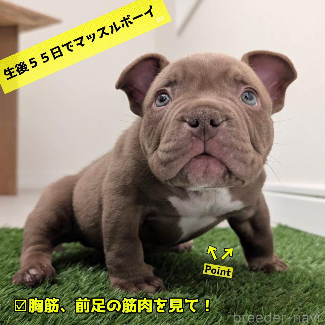 商談中の奈良県のエキゾチックブリー-388716