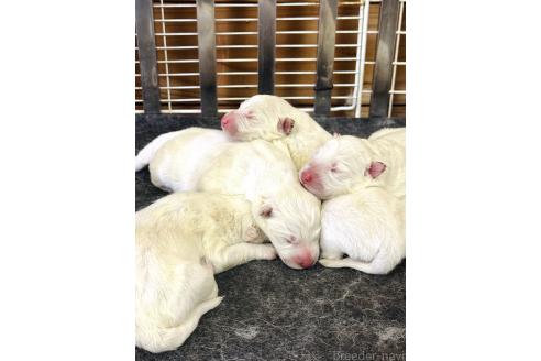 販売中の群馬県のサモエド-389492の3枚目