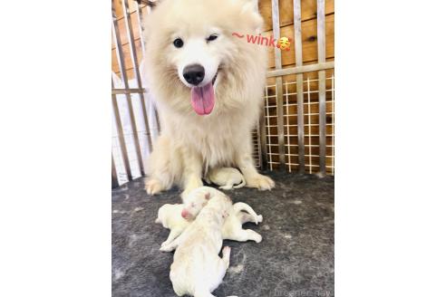 販売中の群馬県のサモエド-389494の2枚目