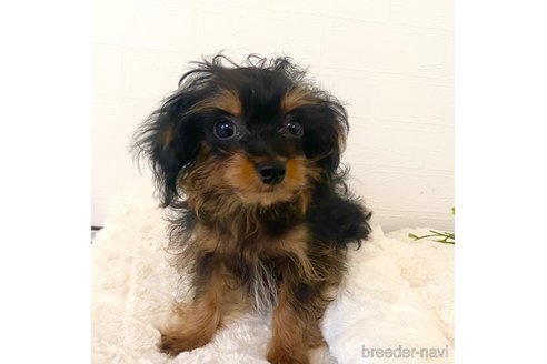 販売中の静岡県のチワプー:チワワ×トイプードル-389374の4枚目