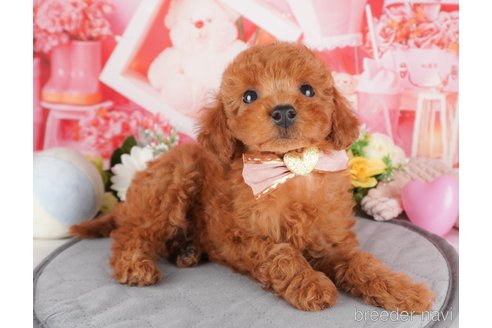 販売中の栃木県のトイプードル-389634
