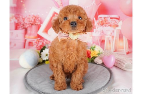 販売中の栃木県のトイプードル-389634の7枚目