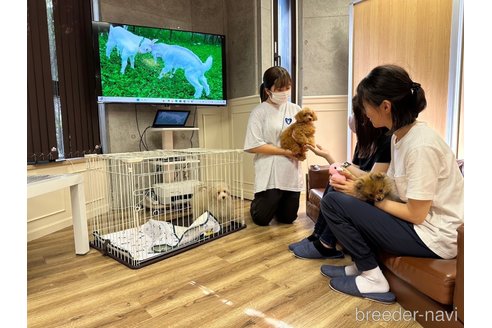 販売中の東京都のトイプードル-389824の9枚目