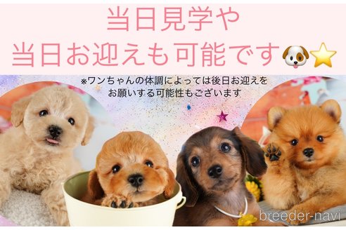 販売中の東京都のトイプードル-389816の9枚目