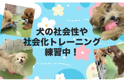 販売中の東京都のトイプードル-389813の8枚目