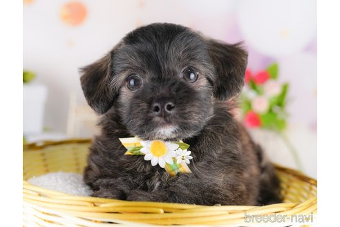 販売中の東京都のミックス犬-390119の6枚目