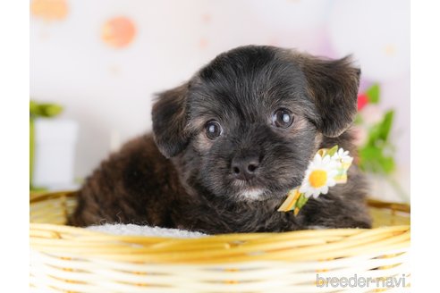 販売中の東京都のミックス犬-390119の3枚目