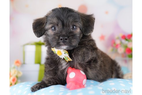 販売中の東京都のミックス犬-390119の4枚目