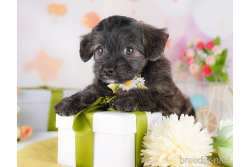 販売中の東京都のミックス犬-390119の5枚目