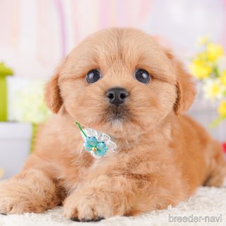 販売中の東京都のミックス犬-390131