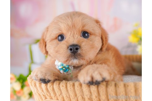 販売中の東京都のミックス犬-390131の6枚目