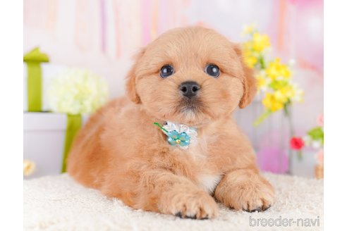 販売中の東京都のミックス犬-390131の3枚目