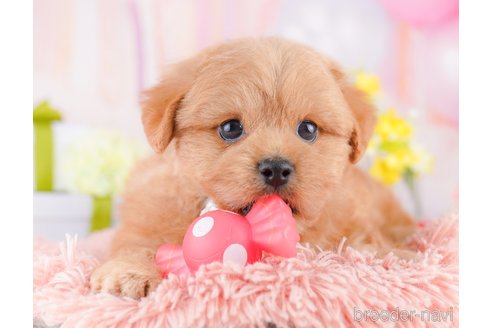 販売中の東京都のミックス犬-390131の4枚目
