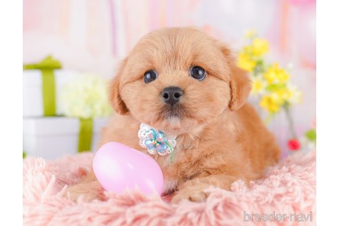 販売中の東京都のミックス犬-390131の5枚目