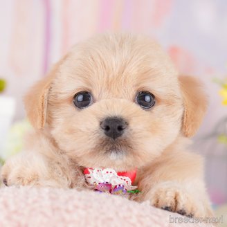 販売中の東京都のミックス犬-390132