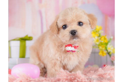 成約済の東京都のミックス犬-390132の4枚目