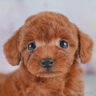 成約済の埼玉県のタイニープードル-389446